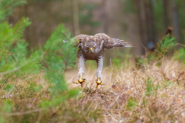 Eurasian Goshawk, Astur gentilis. Flying bird of prey, bird in the nature habitat, action scene, Czech republic.