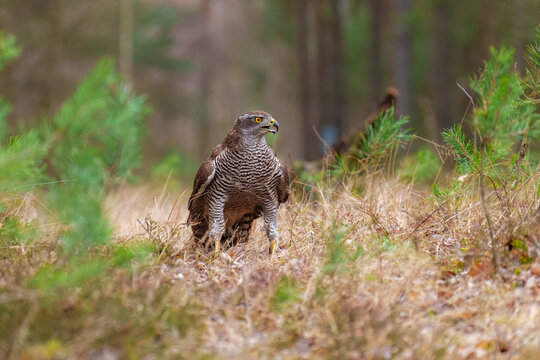 Eurasian Goshawk, Astur gentilis. Flying bird of prey, bird in the nature habitat, action scene, Czech republic.