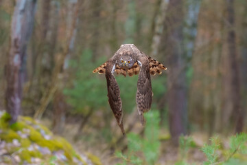 Eurasian Goshawk, Astur gentilis. Flying bird of prey, bird in the nature habitat, action scene, Czech republic.