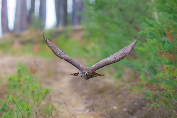 Eurasian Goshawk, Astur gentilis. Flying bird of prey, bird in the nature habitat, action scene, Czech republic.
