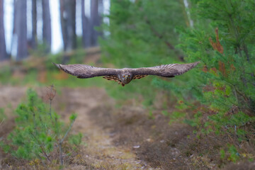 Eurasian Goshawk, Astur gentilis. Flying bird of prey, bird in the nature habitat, action scene, Czech republic.
