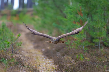 Eurasian Goshawk, Astur gentilis. Flying bird of prey, bird in the nature habitat, action scene, Czech republic.