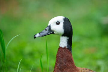 White-faced Whistling-Duck, Dendrocygna viduata. Striking duck with black-and-white head, rufous breast, and barred flanks. Portrait.