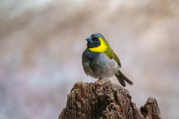 Cuban Grassquit, Phonipara canora. Endemic to Cuba, where it occurs in brushy woodlands and scrub at all elevations. 