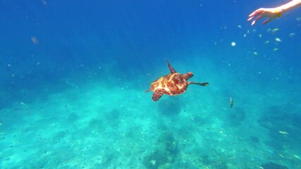 Sea turtle swims under blue ocean water with fish n coral reef, 4k slow motion of couple snorkeling underwater on honeymoon n holiday vaction travel trip at Similan island in Andaman sea, Phang-Nga 