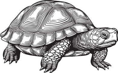 Fototapeta premium detailed black and white of a turtle slowly moving across a plain.