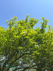 Fototapeta premium green leaves on a tree