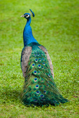 Obraz premium A full length portrait of a peacock from behind, showing its ornamental tail feathers trailing its colorful body