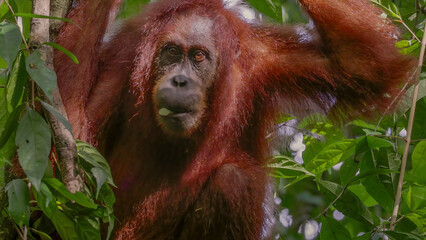 a close up of a female orangutan eating a white fruit in the rainforest of gunung leuser national park on sumatra, indonesia
