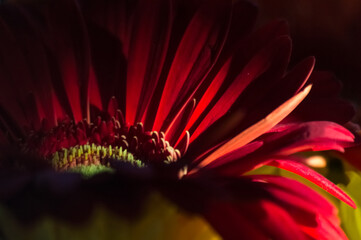 Red gerbera flower close-up. Macro photo with shallow depth of field.