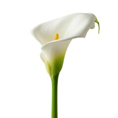 Calla lily isolated on white background for wedding, decoration and floral design.