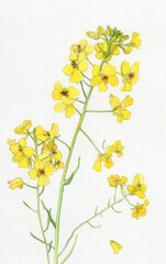 Delicate Yellow Wildflowers with Thin Stems and Small Petals