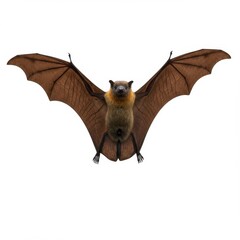 Obraz premium Fruit bat with open wings isolated on white background. use cases: education, biology.