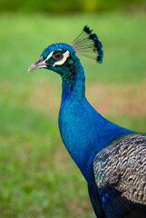 A head and shoulders portrait of a male peacock showing its beautiful blue feathers and decorative crest