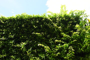 green leaf fence in the garden, blue sky and white cloud background in springtime