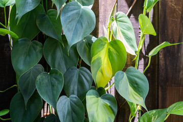 Close-up of lush Philodendron hederaceum leaves with heart shapes and natural variegation in green...