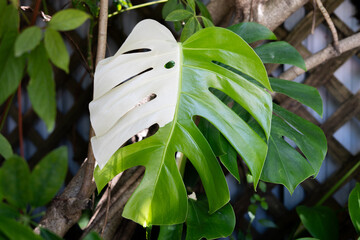 Tropical Variegated Monstera Leaf in Natural Garden Setting – Split Green and White Fenestrated...