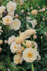 A flower field in early summer.