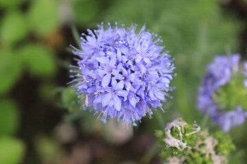 A flower field in early summer.