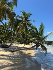 Beautiful Palm Tree On Beach Paradise