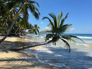 Picturesque Palm Tree On Beach Growing Sideways