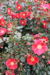 Fototapeta premium Roses blooming in Japan
