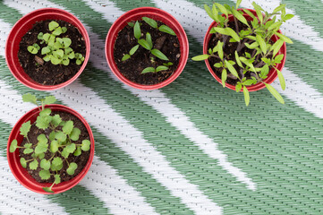 Homegrown Plants in Early Growth Stage
