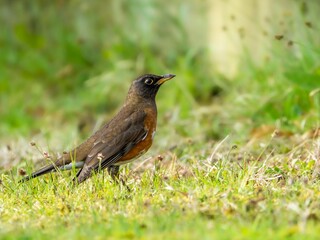 草原に降りて周りを見渡しているアカハラ