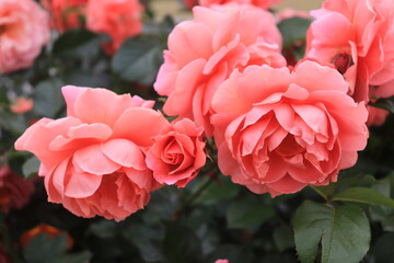 Roses blooming in Japan