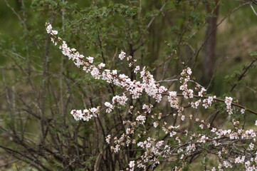 Flowering branch of apricot tree in the spring.