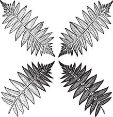 Four symmetrical fern fronds form a geometric .