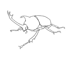 カブトムシのリアルな線画イラスト