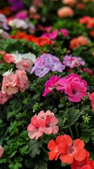 close up of colorful geranium flowers blooming in a garden setting