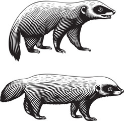 Obraz premium stylized badger walks confidently across a white background.