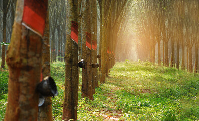 Golden sunshine sky tropical tree fields in sunny morning. Silhouette tree gold dawn mountain in spring season. Sustainable scenic meadow misty fog forest in countryside. Amazing landscape greenery