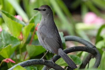 Catbird on perch
