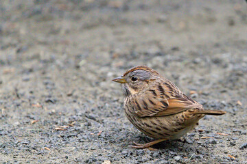 Lincoln sparrow on ground