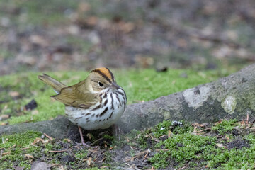 Ovenbird on ground