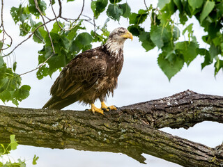 This young American Bald Eagle has not yet attained its adult plumage.