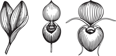 Fototapeta premium Three stylized flower buds display intricate and delicate lines.