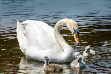 A closeup shot of an elegant white swan and its babies swimming on the lake