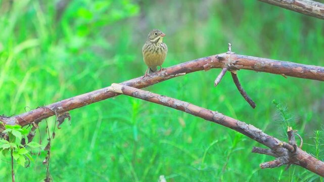A close-up of an Ortolan Bunting (Emberiza hortulana). The bird sits on a branch against a green blurred background of grass. Slow motion.