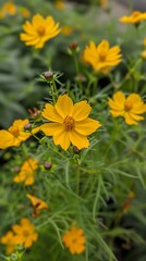 Fototapeta premium Close up of a yellow cosmos flower in a garden setting
