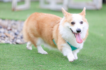 Happy Standard Brown Corgi Playing Outdoors on Artificial Grass with Friends on a Weekend