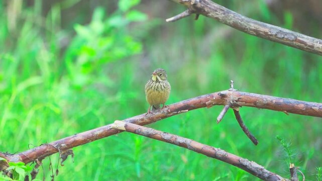 A close-up of an Ortolan Bunting (Emberiza hortulana) and Greenfinch (chloris chloris).  The birds sit on a branch against a blurred green background of grass. Slow motion.