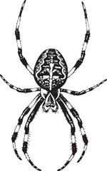 Fototapeta premium detailed black and white of a spider resting on its back.