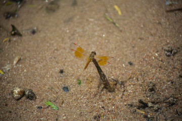 Unknown dragonfly