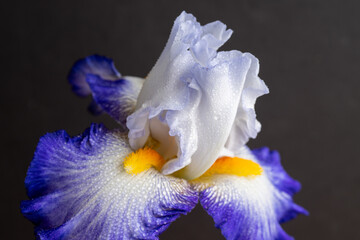 Close up of White and Blue Iris Flower