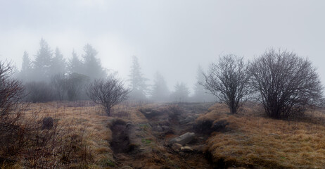 Misty Morning Trail in Smoky Mountain National Park