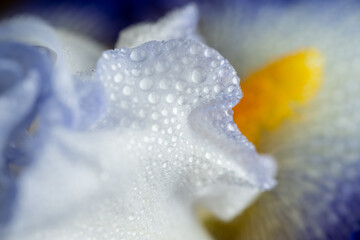 Close up of White and Blue Iris Flower